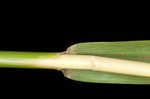 Caucasian bluestem